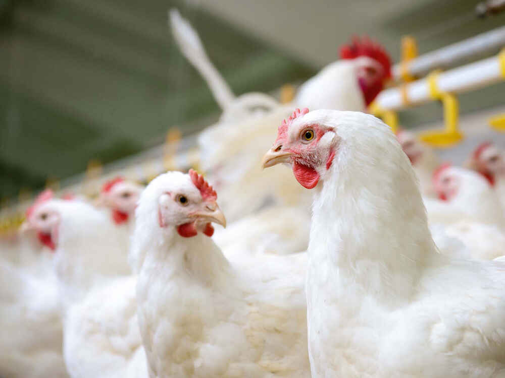 Legehennen Legehennen