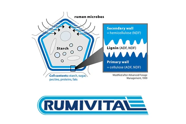 RUMIVITAL RUMIVITAL