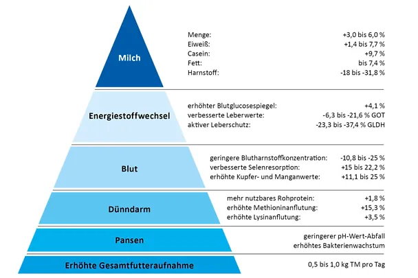 Leistungspyramide BOVIN-S-KOMPLEX