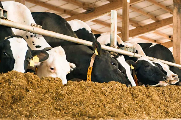 Milchkühe am Futtertisch