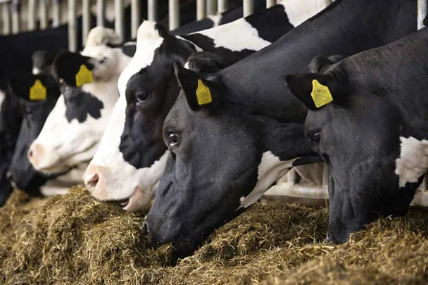 Milchkühe am Futtertisch Milchkühe am Futtertisch