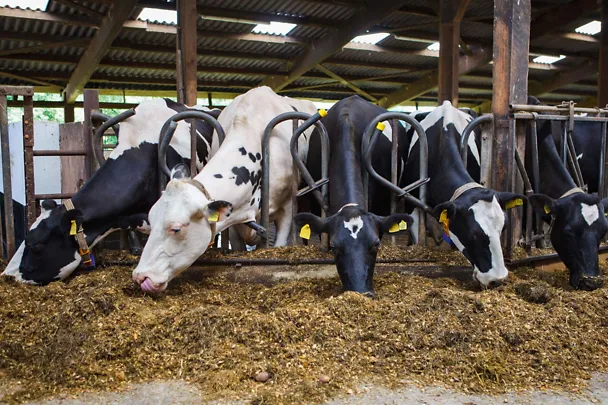 Milchkühe am Futtertisch
