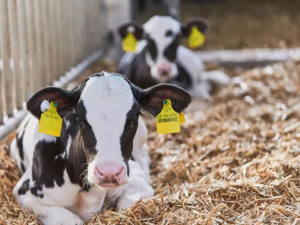 Kälber im Stroh