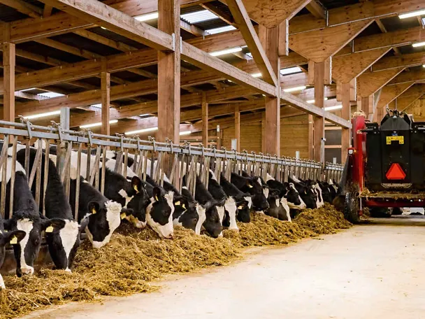Mischwagen verteilt Futter im Kuhstall und Kühe fressen es Mischwagen verteilt Futter im Kuhstall und Kühe fressen es