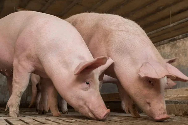 Fattening pigs Fattening pigs