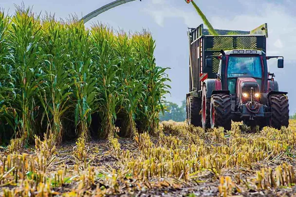 Trecker mit Mais, Maisernte