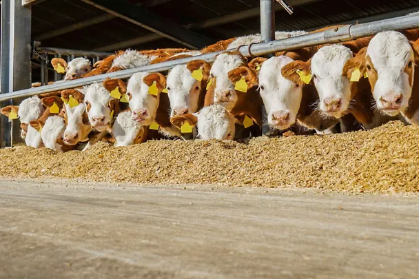 Bullen am Futtertisch Bullen am Futtertisch