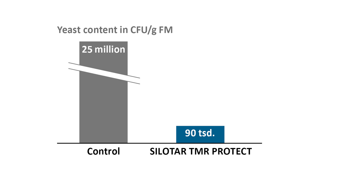 SILOSTAR TMR PROTECT reduces yeast contamination in the forage of cows