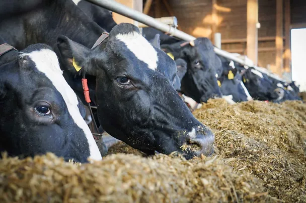Holstein-Frisian-Kühe am Trog Holstein-Frisian-Kühe am Trog
