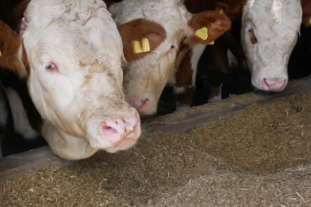 Bullen am Trog Bullen am Trog